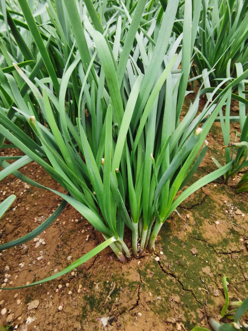 露天头刀韭菜根粗叶绿红紫根泥土菜非二茬韭菜提供代收加冰