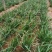 露天头刀韭菜根粗叶绿红紫根泥土菜非二茬韭菜提供代收加冰