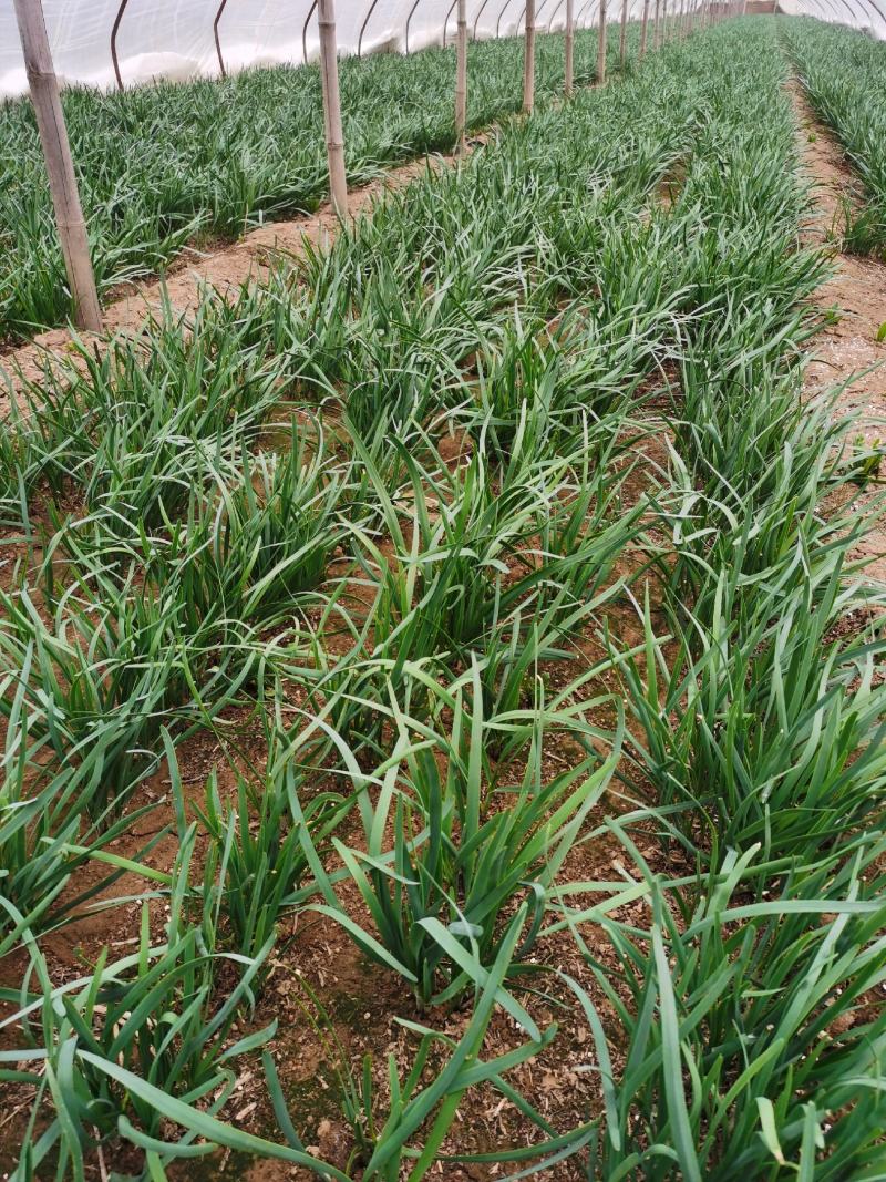 露天头刀韭菜根粗叶绿红紫根泥土菜非二茬韭菜提供代收加冰