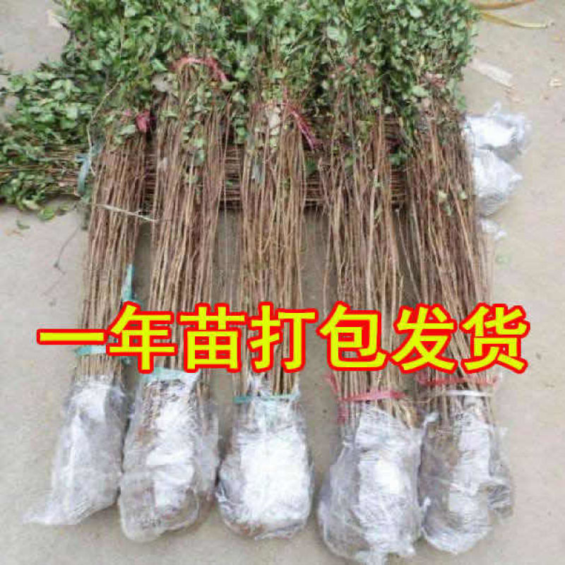 紫薇树苗红火箭百日红紫薇花树苗盆栽地栽庭院别墅工程绿化紫