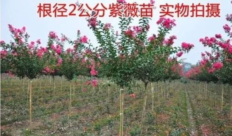 紫薇树苗红火箭百日红紫薇花树苗盆栽地栽庭院别墅工程绿化紫