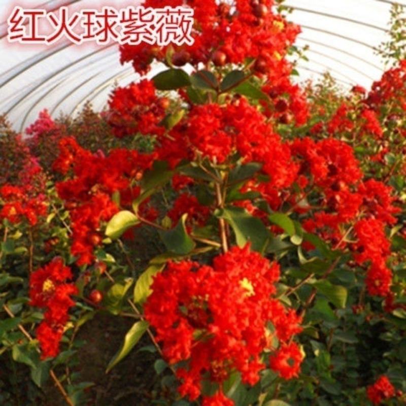 紫薇树苗红火箭百日红紫薇花树苗盆栽地栽庭院别墅工程绿化紫