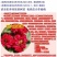 紫薇树苗红火箭百日红紫薇花树苗盆栽地栽庭院别墅工程绿化紫