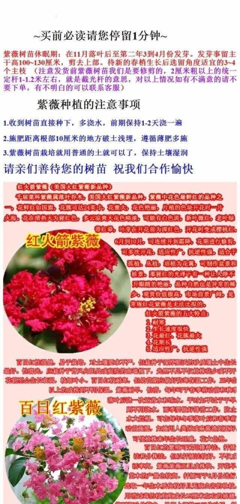 紫薇树苗红火箭百日红紫薇花树苗盆栽地栽庭院别墅工程绿化紫
