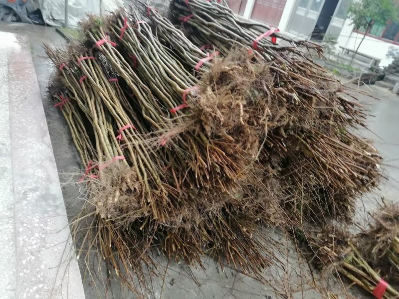 紫薇树苗红火箭百日红紫薇花树苗盆栽地栽庭院别墅工程绿化紫