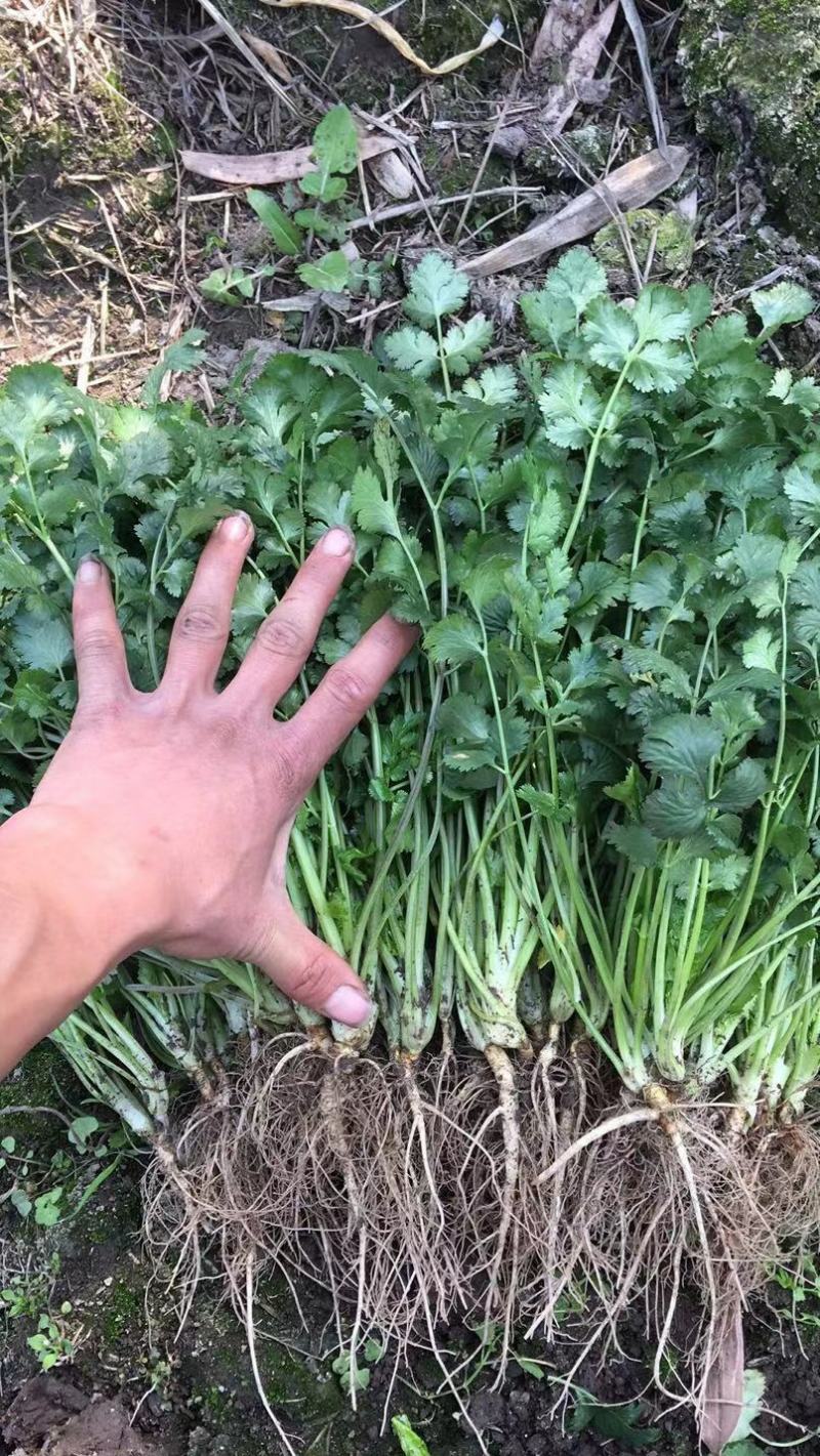 香菜基地直供量大可以装箱打包