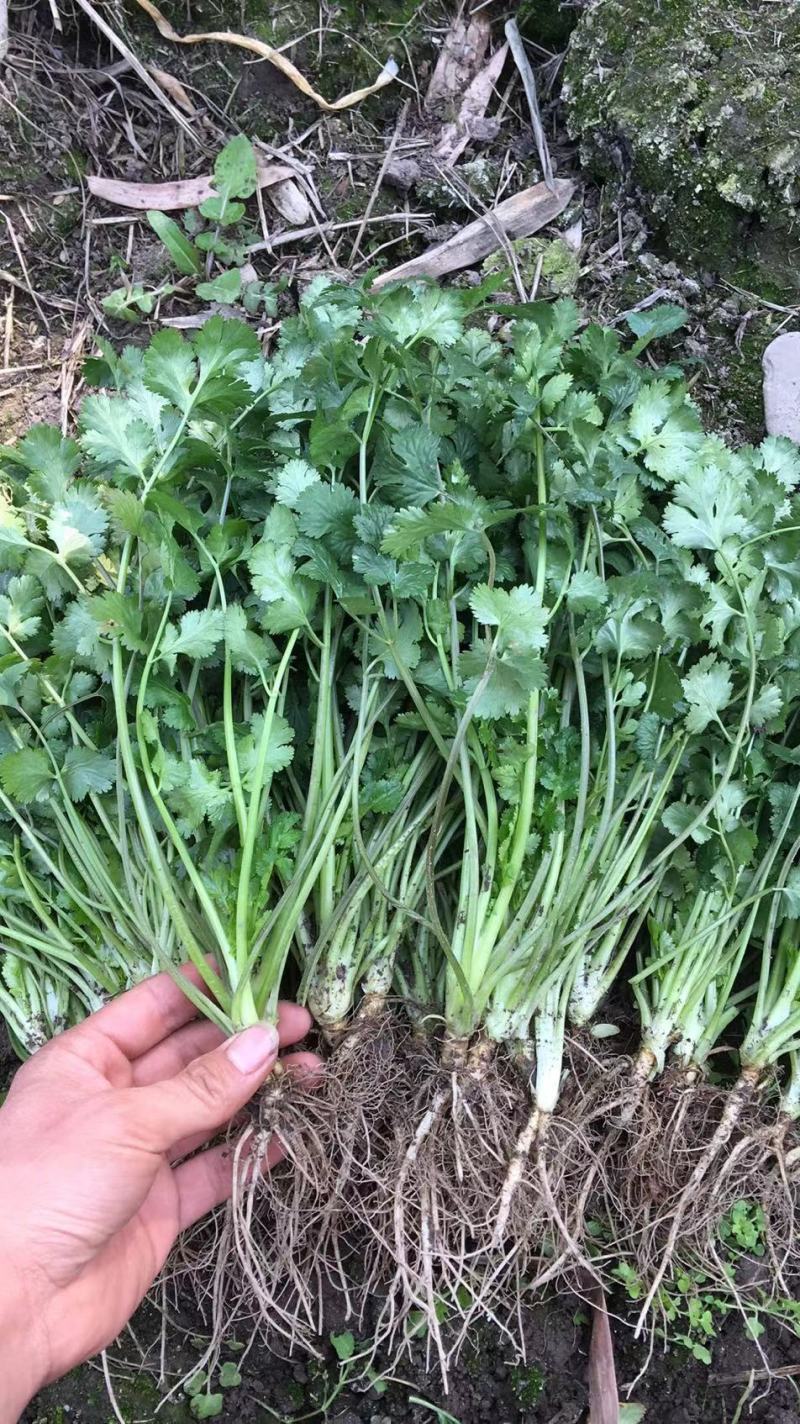 香菜基地直供量大可以装箱打包