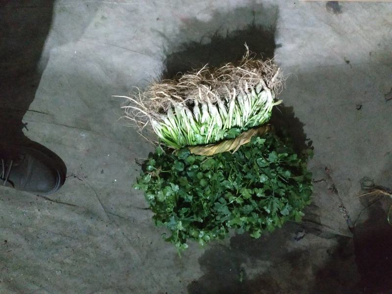 香菜基地直供量大可以装箱打包