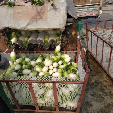 香菜基地直供量大可以装箱打包