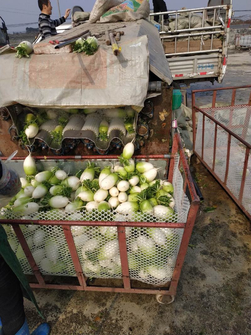 香菜基地直供量大可以装箱打包