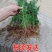绿化苗木，杉树苗造林绿化，荒山造林，退耕还林欢迎来电