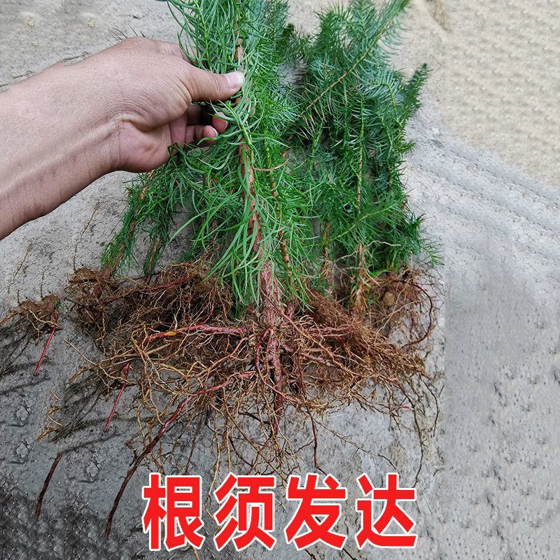 绿化苗木，杉树苗造林绿化，荒山造林，退耕还林欢迎来电