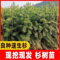 绿化苗木，杉树苗造林绿化，荒山造林，退耕还林欢迎来电