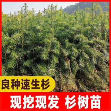 绿化苗木，杉树苗造林绿化，荒山造林，退耕还林欢迎来电