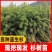 绿化苗木，杉树苗造林绿化，荒山造林，退耕还林欢迎来电
