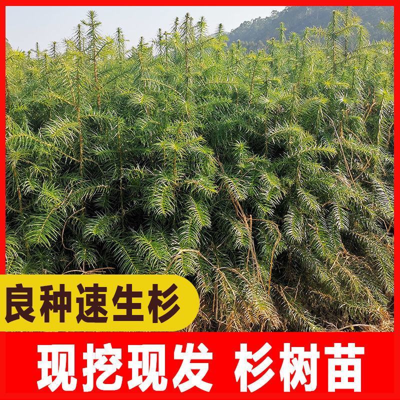 绿化苗木，杉树苗造林绿化，荒山造林，退耕还林欢迎来电