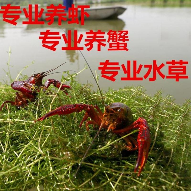 【热销】伊乐藻吃不败、水草，养虾，养蟹都需要