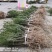 四川“夏禹林”曼地亚红豆杉小苗，基地发货量大价更优。