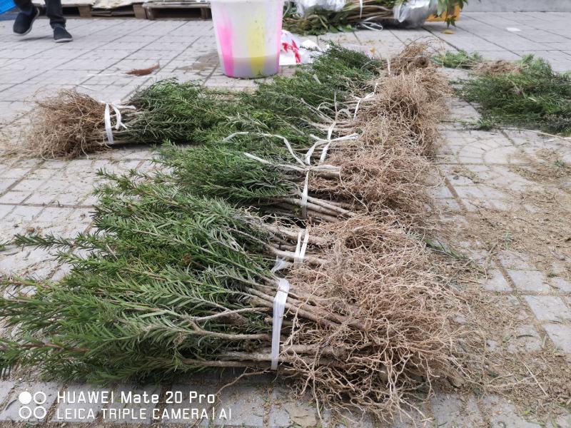 四川“夏禹林”曼地亚红豆杉小苗，基地发货量大价更优。