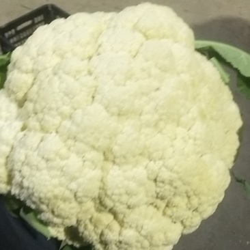 山东万亩有机蔬菜基地有机散花大量上市,质优价廉一条龙服务