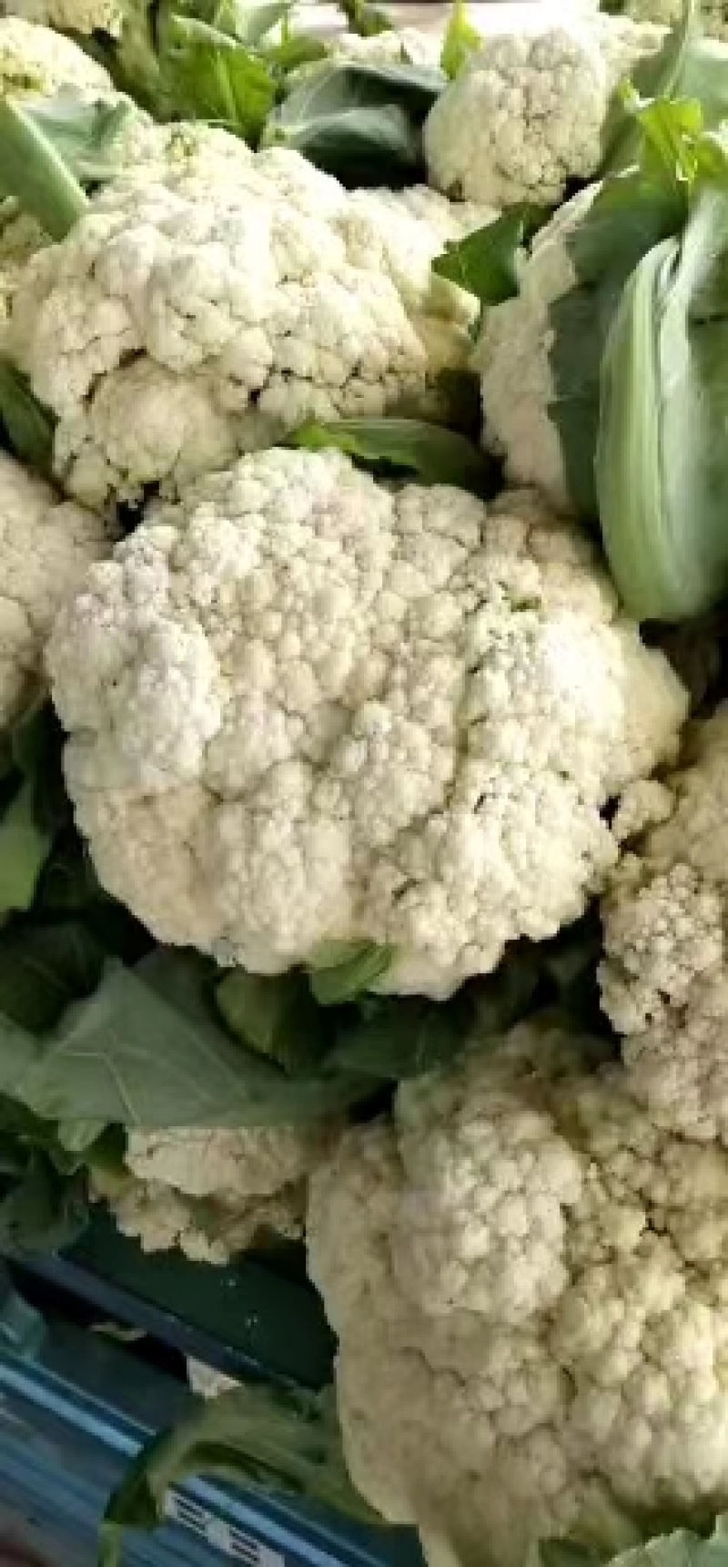 山东万亩有机蔬菜基地有机散花大量上市，质优价廉一条龙服务