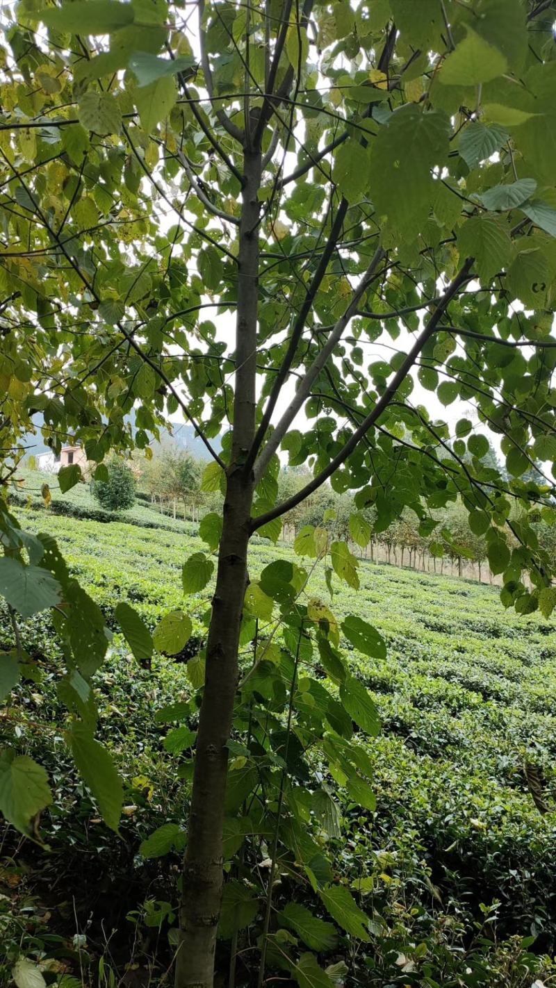 珙桐树苗基地直发植物活珙桐苗中国鸽子花树苗水梨子小苗种子