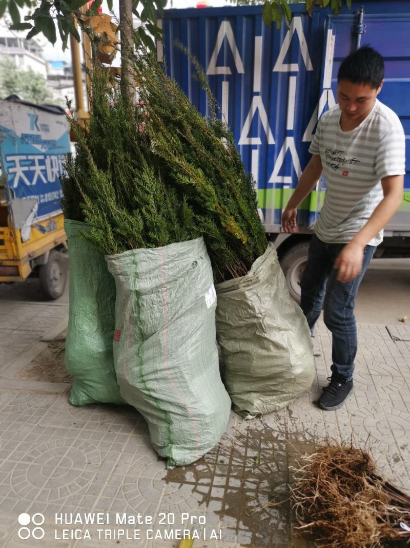四川“夏禹林”曼地亚红豆杉小苗，基地发货量大价更优。