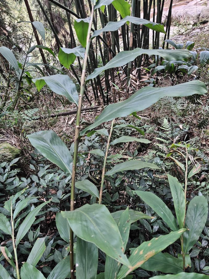 山姜，天然大山生长，药用价值高