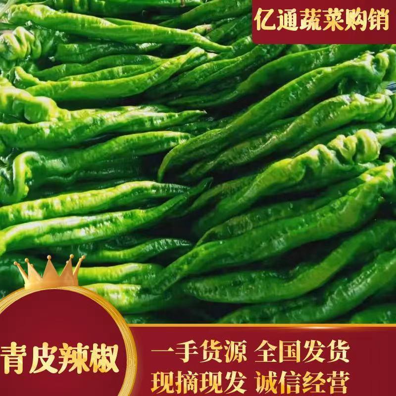 【产地直发】兰陵县温室精品螺丝椒辣椒，个头大，色泽鲜亮