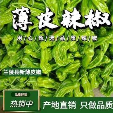 【产地直发】兰陵县新薄皮椒辣椒产地直发，一手货源，质量有保障