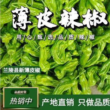 【产地直发】薄皮辣椒，芜湖椒，五号辣椒质量好，