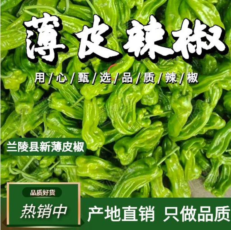 【产地直发】薄皮辣椒，芜湖椒，五号辣椒质量好，