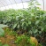 牛油果苗鳄梨哈斯盆栽地栽种植牛油果树苗可盆栽地栽庭