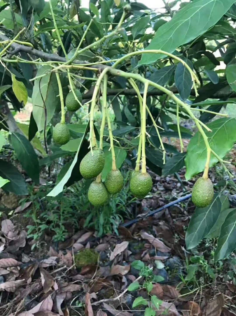 牛油果苗鳄梨哈斯盆栽地栽种植牛油果树苗可盆栽地栽庭