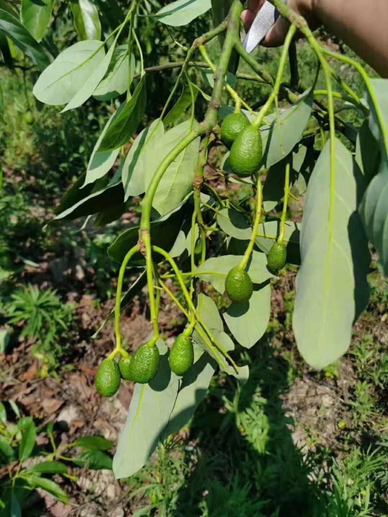 牛油果苗鳄梨哈斯盆栽地栽种植牛油果树苗可盆栽地栽庭