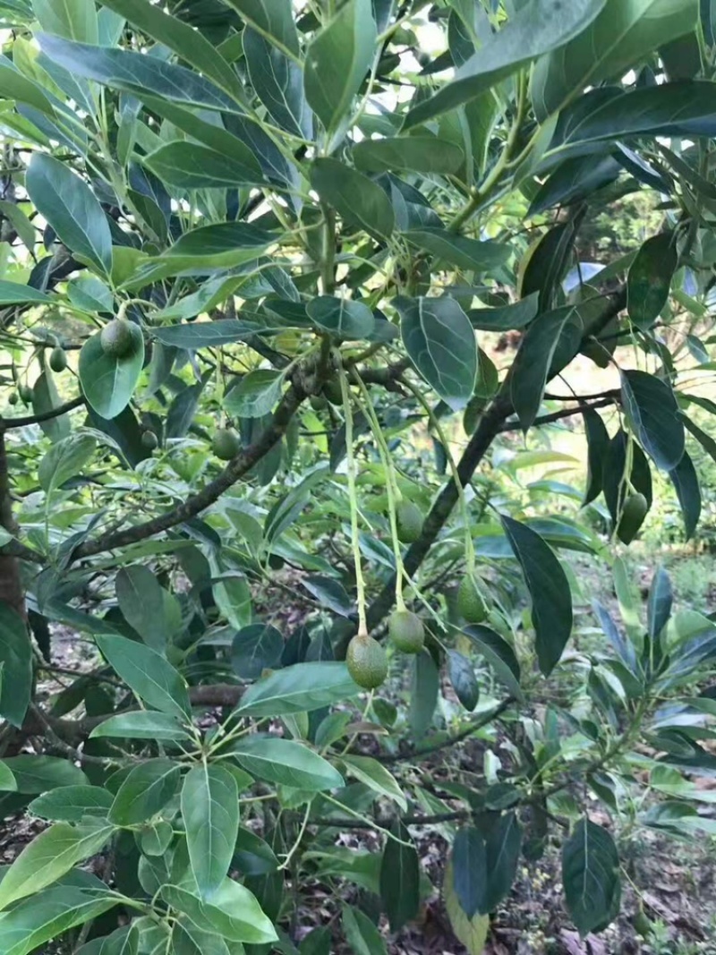 牛油果苗鳄梨哈斯盆栽地栽种植牛油果树苗可盆栽地栽庭