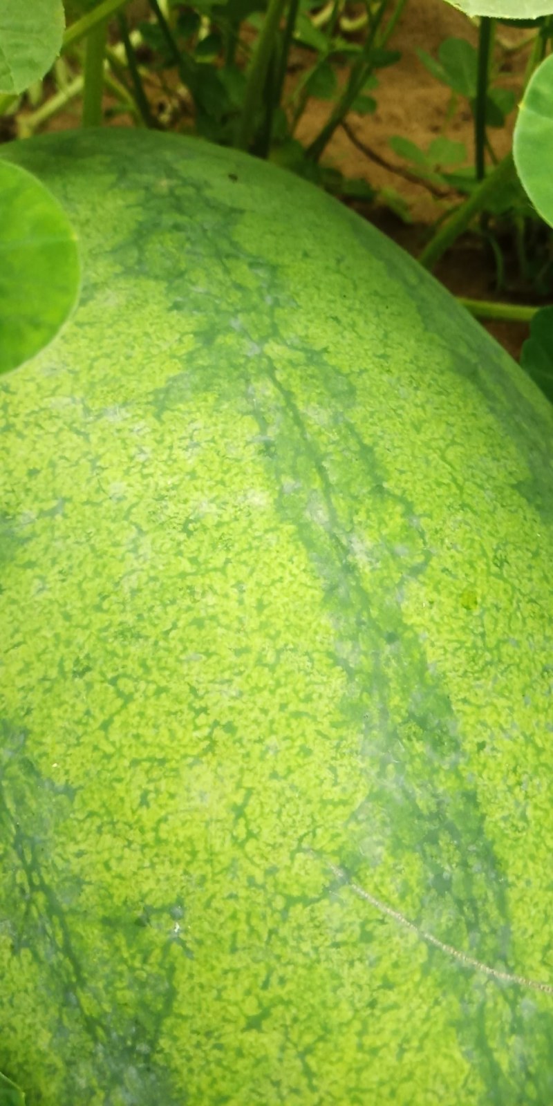 西瓜各种品种的西瓜一条龙服务。欢迎各地的客商
