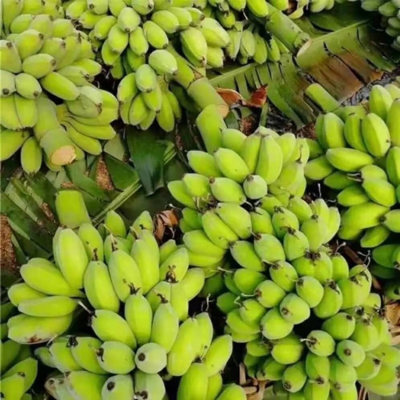 香蕉树苗皇帝蕉红蕉芭蕉西贡蕉粉蕉苗营养杯苗