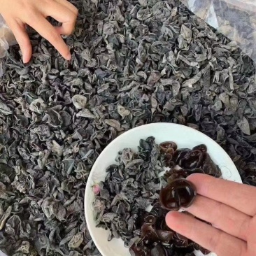 黑木耳毛木耳摆摊跑江湖早市口感好品质好