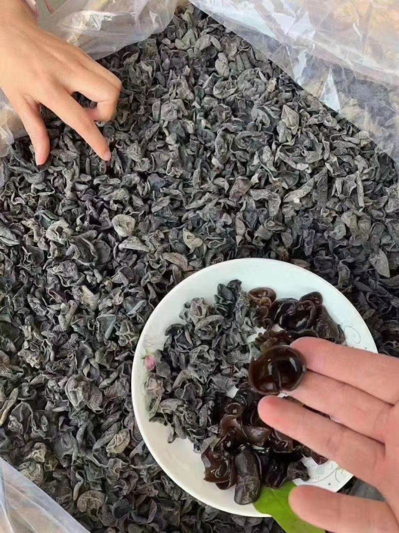 黑木耳毛木耳摆摊跑江湖早市口感好品质好