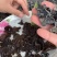 黑木耳毛木耳摆摊跑江湖早市口感好品质好