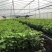 蜂蜜味黄金百香果苗台农一号紫香芭乐味脱毒苗
