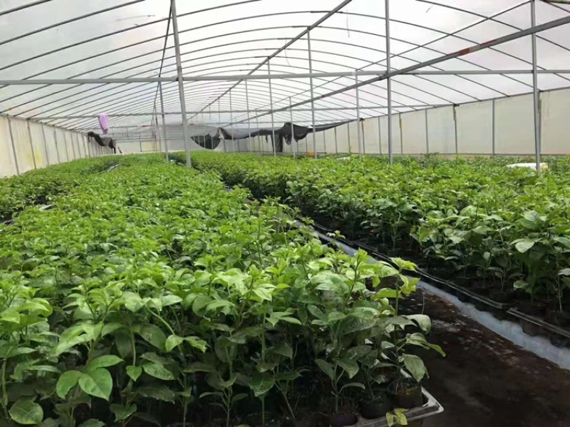 蜂蜜味黄金百香果苗台农一号紫香芭乐味脱毒苗