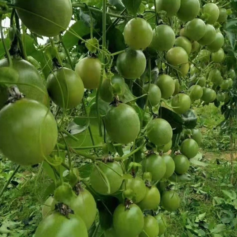 蜂蜜味黄金百香果苗台农一号紫香芭乐味脱毒苗