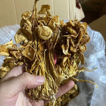 2021新货茶树菇一件40斤价格美丽下单秒发