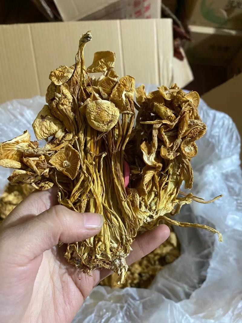 2021新货茶树菇一件40斤价格美丽下单秒发