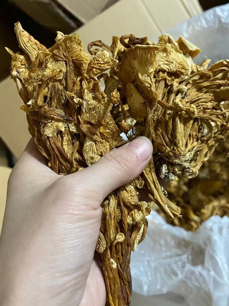 2021新货茶树菇一件40斤价格美丽下单秒发