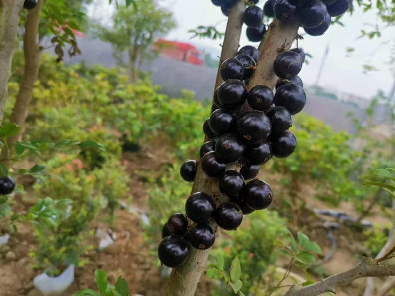 台湾沙巴嘉宝果树苗早生四季红妃艾斯卡树葡萄苗