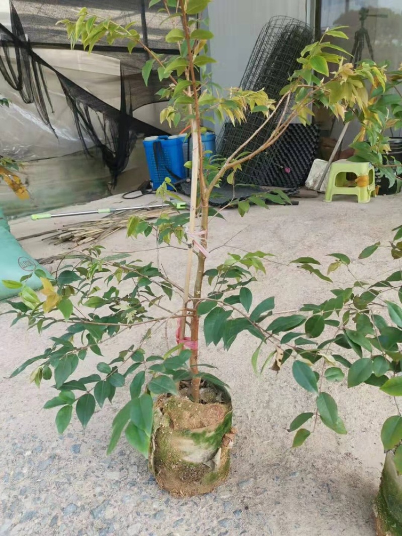 台湾沙巴嘉宝果树苗早生四季红妃艾斯卡树葡萄苗