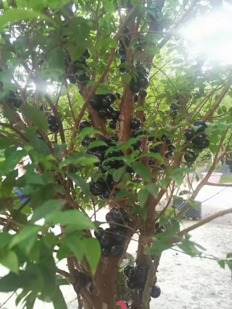 台湾沙巴嘉宝果树苗早生四季红妃艾斯卡树葡萄苗